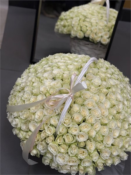 Белые розы Кения в корзине (301шт) 758