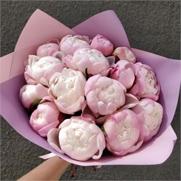 Пионы нежно-розовые Гардения (15шт) 00215876