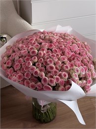 Кустовые розы Кейт в пленке (51шт) 859674